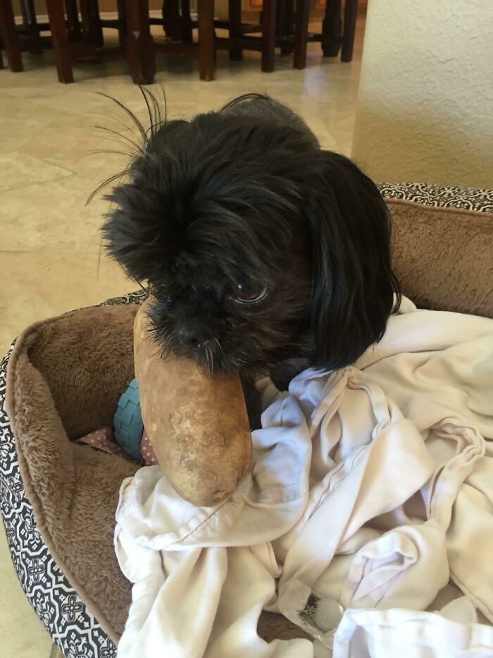 Charlie Stole A Potato This Morning