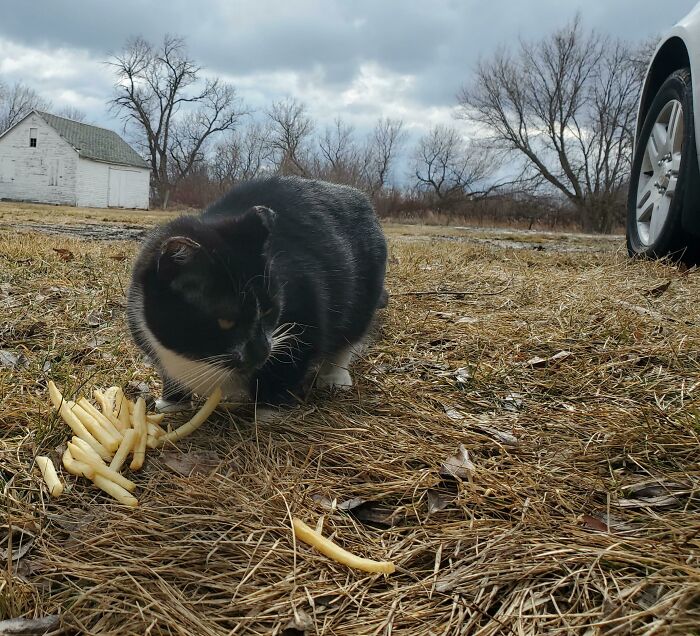 Our Barn Cat Stole Fries From My Car While I Was Taking In The Groceries