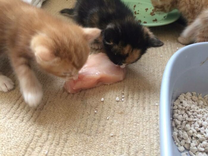 Their Mother Actually Stole This Defrosted Chicken From My Next Doors Kitchen, This Was 4 Years Ago Now, Such Survival Instincts, Much Aww