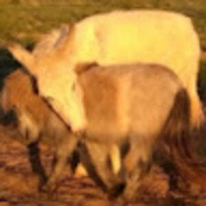 blackdogslivesmatter avatar