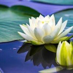 tahmida_tabassum avatar