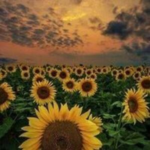 lee-ann_kenyon avatar