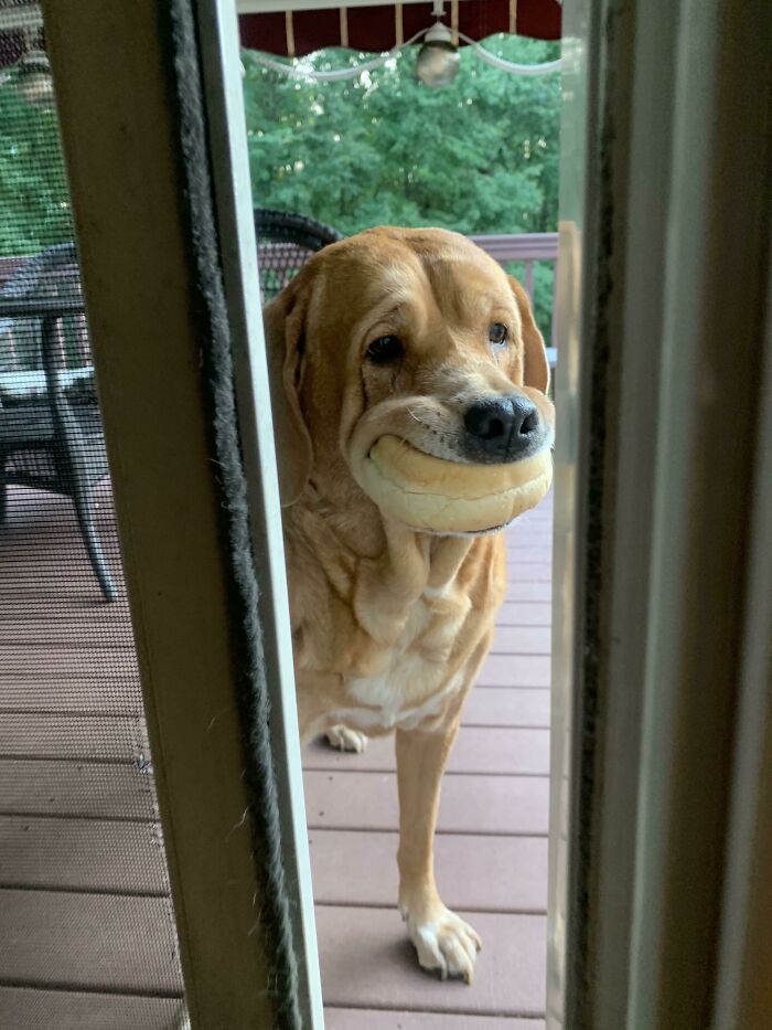 Bread Thief