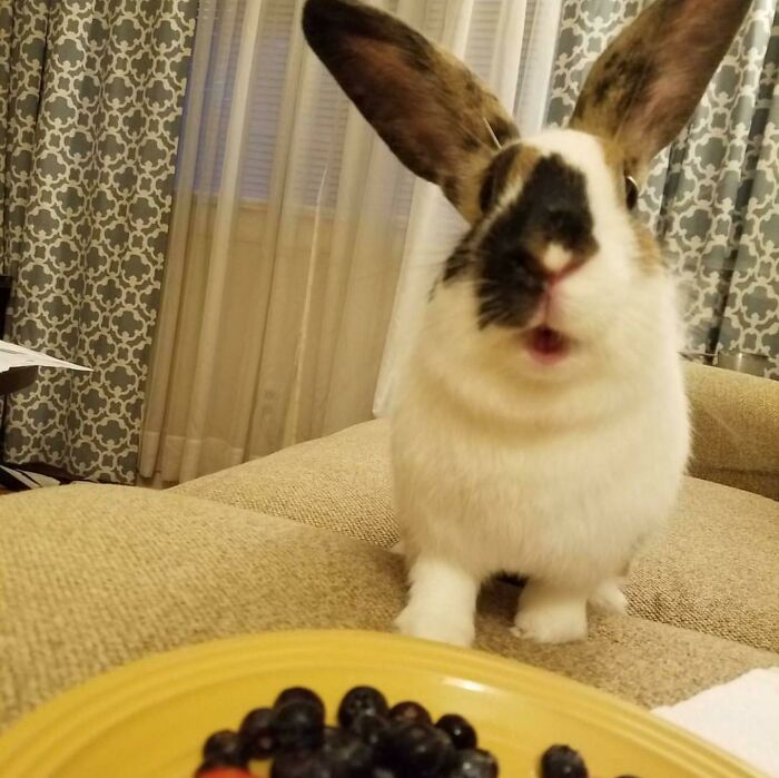 The Berry Thief