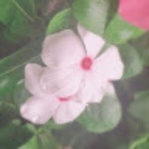 katelynn_chapman avatar