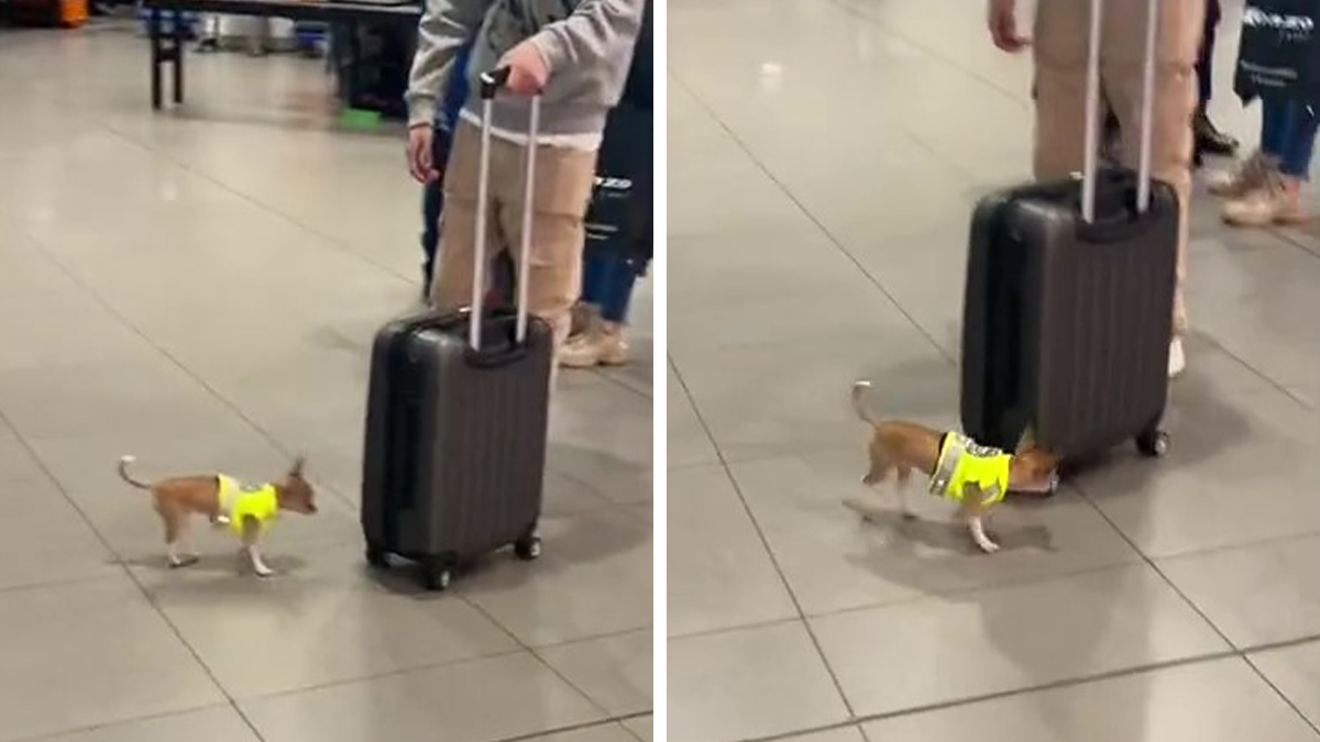 Video Captures The Tiniest Police Pup Doing Rounds Around An Airport, Amasses 9M Views