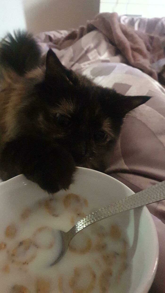My Fluffball, Ellie, Trying To Steal My Cereal This Morning After Having Her Own Breakfast