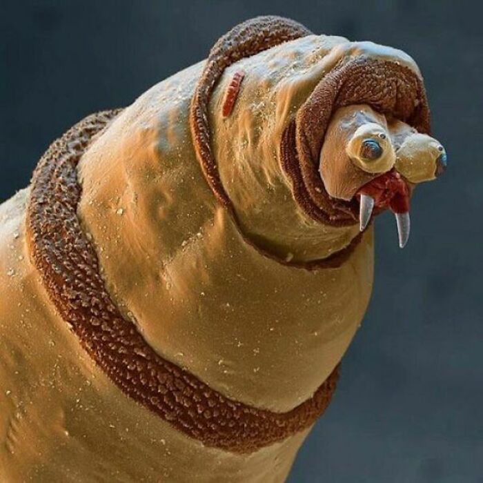 Larva de mosca de la carne bajo un microscopio de electrones