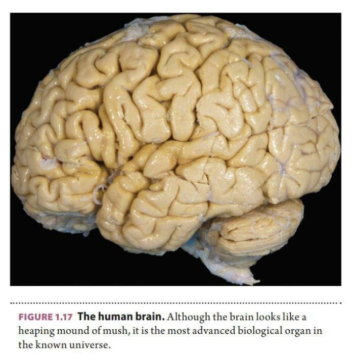 Brains, Huh? Pretty Weird