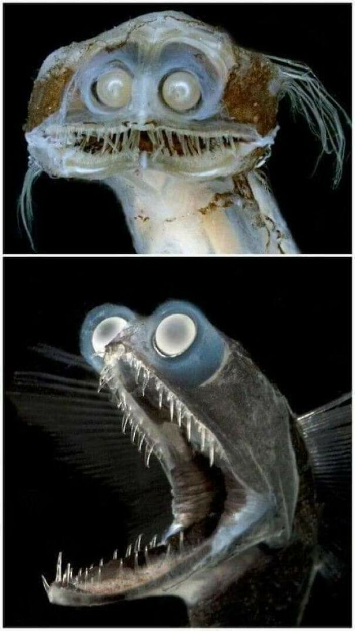 El pez telescopio es una especie abisal, vive entre 500 y 3000 metros de profundidas y se traga presas más grandes que él