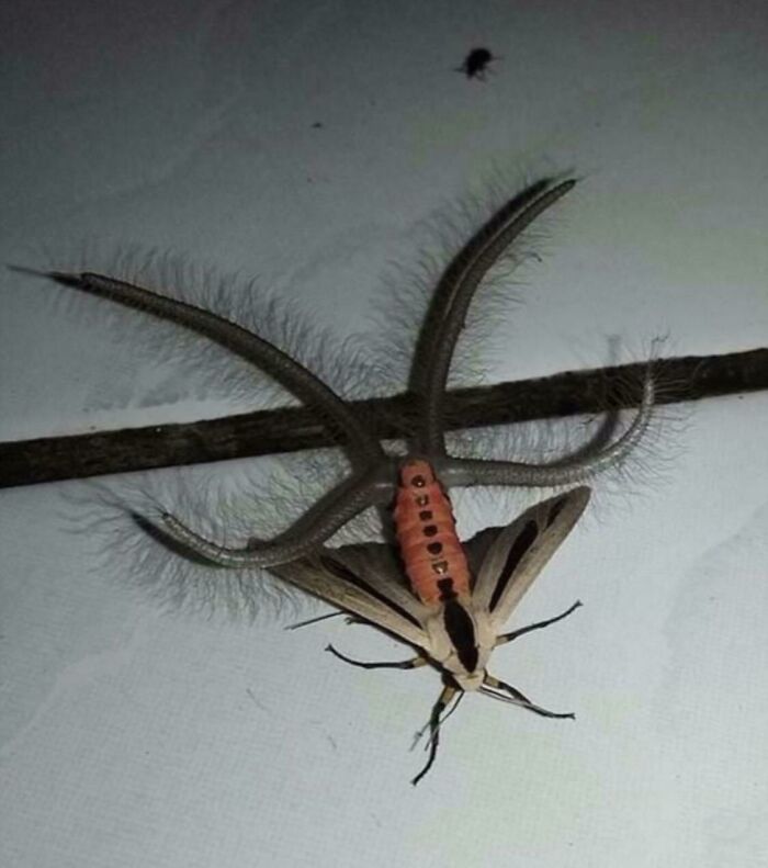 This Is An Australian Moth, It Can Also Fly