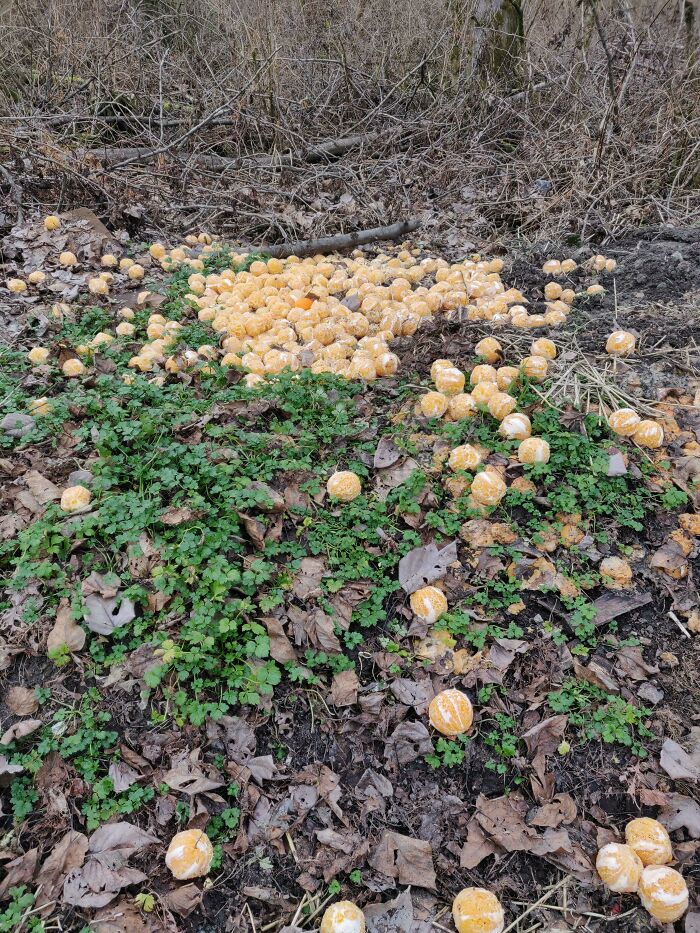 Random Giant Pile Of Perfectly Peeled Oranges At The Black River Trail In Renton Wa, 150 Feet From An Office Park. Wth? There Were 2 Piles. Apparently This Has Happened Here At Least 2x In The Past