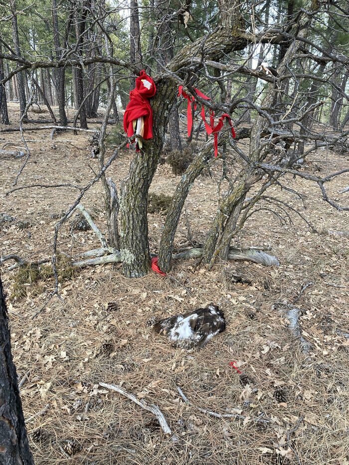 Found In The Woods. Anyone Know What It Could Be? Dead Bird On The Ground. Seems To Be Some Kind Of Red Doll In The Tree