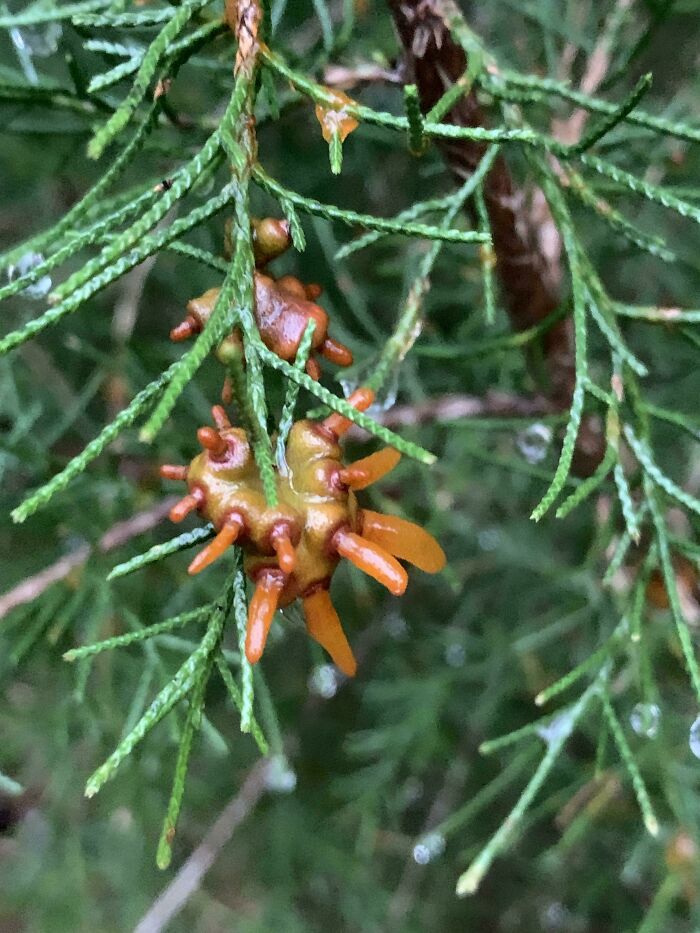 This Fungal Infection My Juniper Tree Has