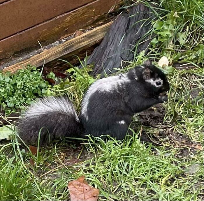 What Is Going On With This Squirrel?