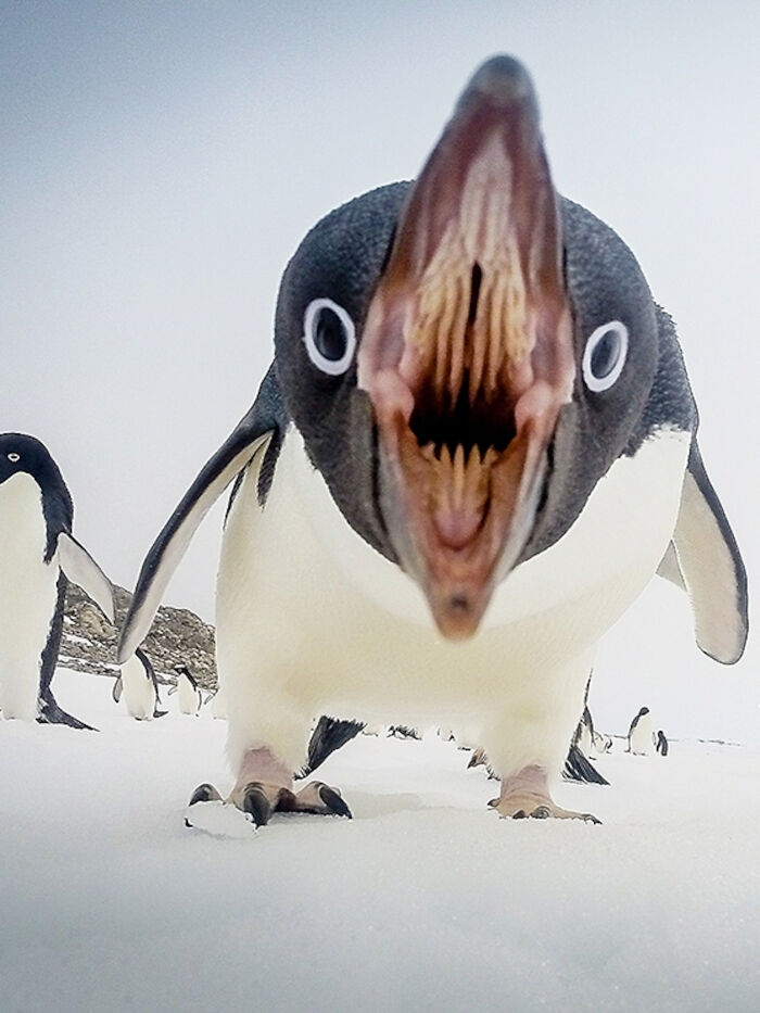 Last Thing A Fish Sees In Antartica