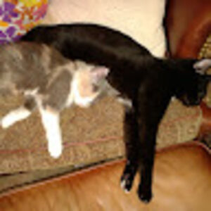 scarlettrhoades avatar