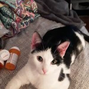 angelraemorning avatar