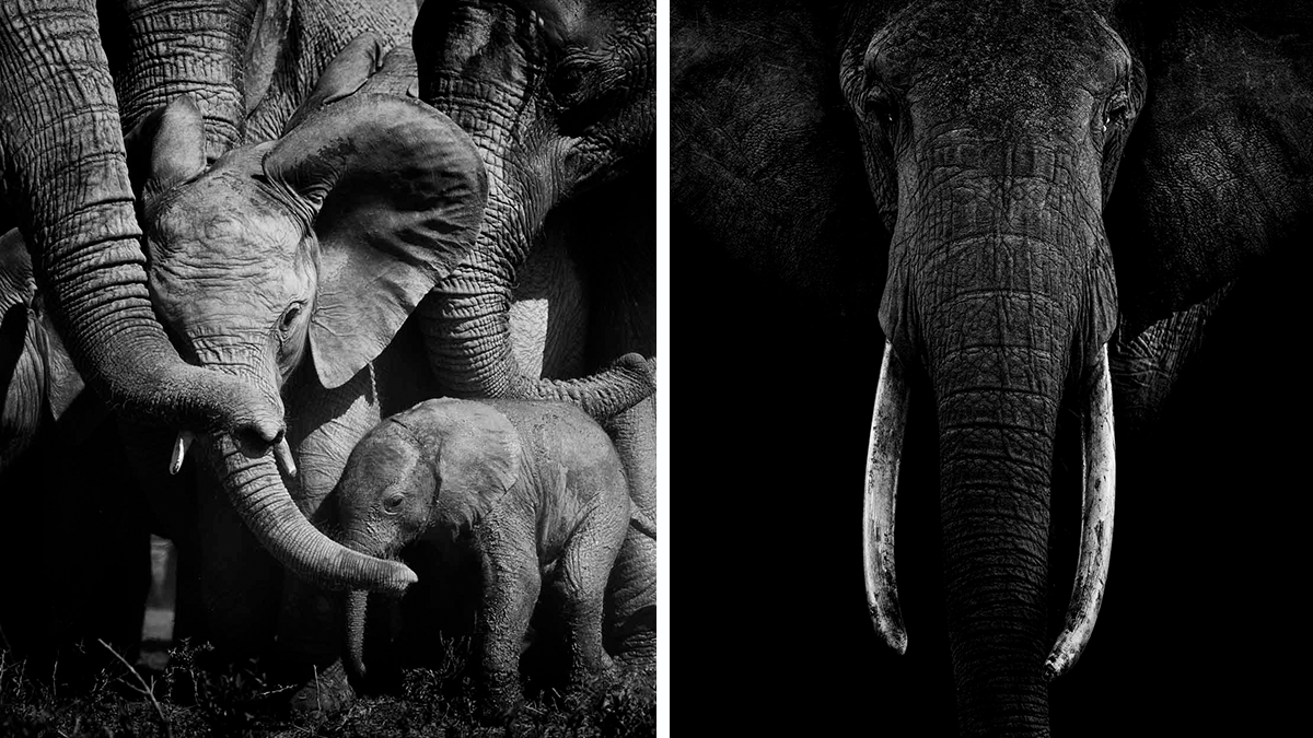 I Have Spent Countless Hours With Elephants, Here Are My 25 Favorite Photos