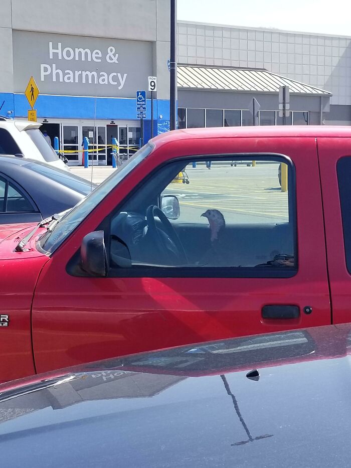 A live turkey sitting in a driver's seat in Walmart's car park 