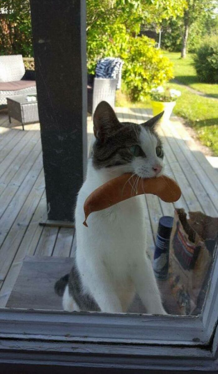 Cat Returns With Sausage Stolen From Unknown Neighbors BBQ