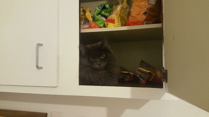 She Goes Into Cabinets To Steal Gummy Bears