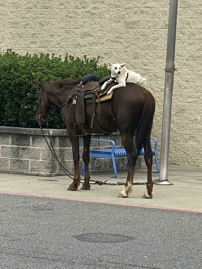 White dog sitting on a brown horse in a Walmart's parking lot 