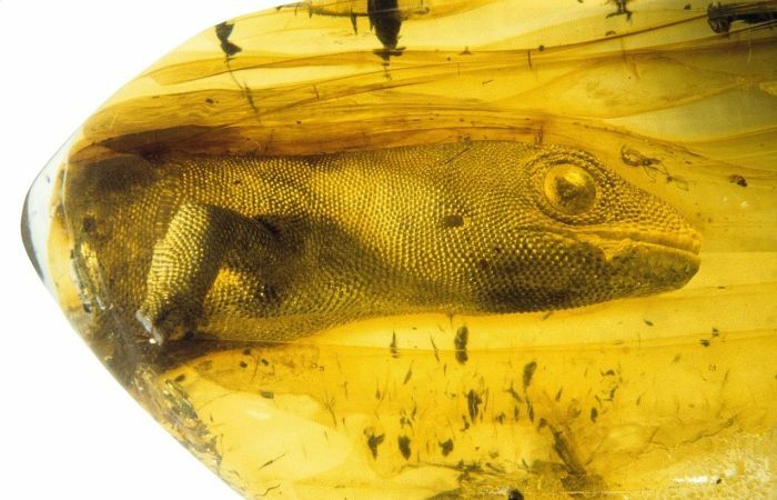 A 54 Million Year Old Gecko Trapped In Amber