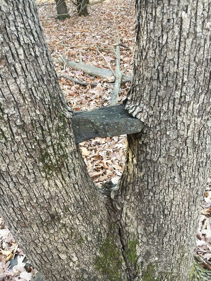 This Rock My Sisters And I Put Between These Tree Limbs 10 Ish Years Ago