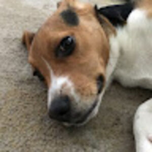 ivanflores-mayorga avatar