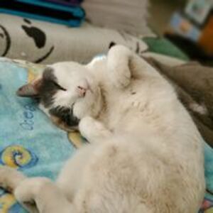 signal_batliz avatar