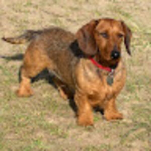 rozannebryant avatar