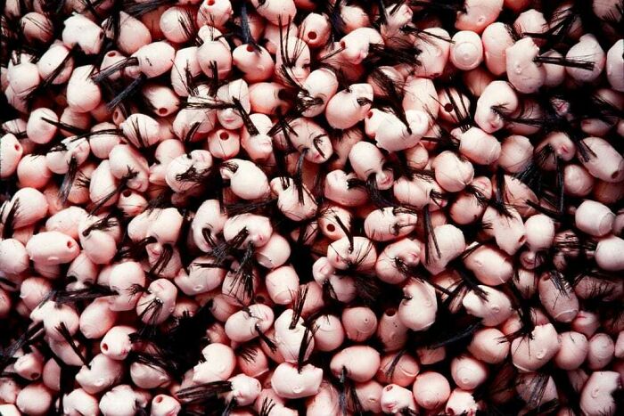 A Bin Of Doll Heads Waiting To Have Their Eyelashes Trimmed