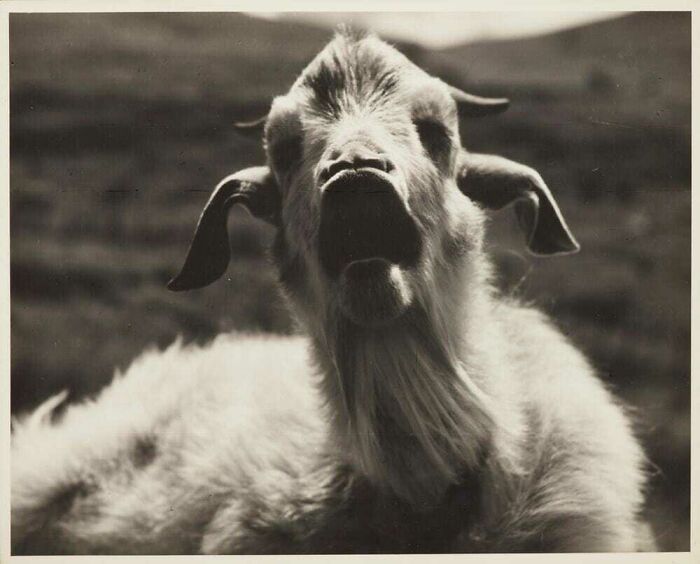 This Goat's Mouth Might Be A Portal To Hell, And It Is Most Definitely A Portal To My Heart