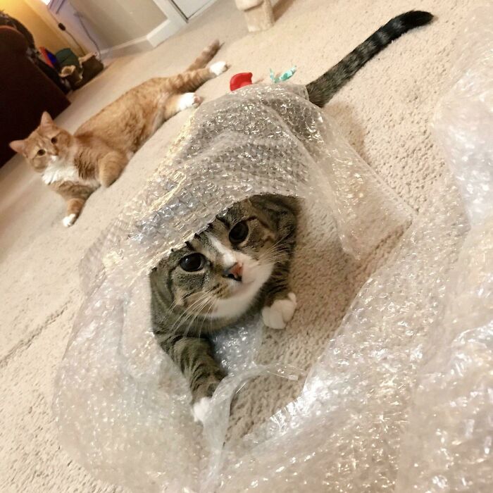 Ninja, Hiding From His Sister Under Bubble Wrap Like The Stealthy Ninja He Is