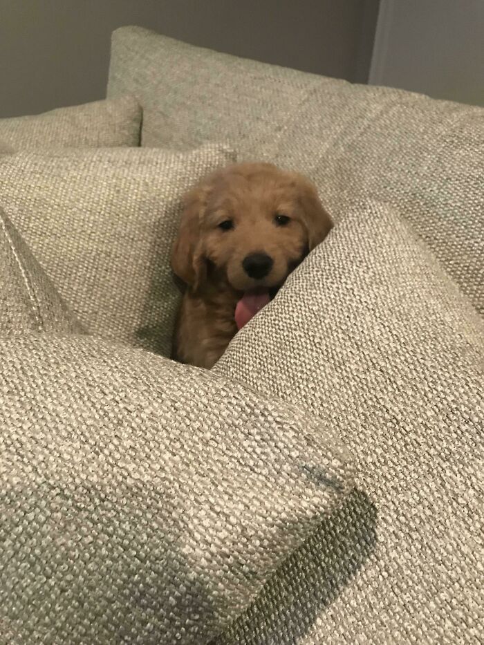 Lil Pupper Just Learned To Hide In The Couch