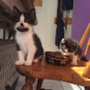 lynncornelius avatar