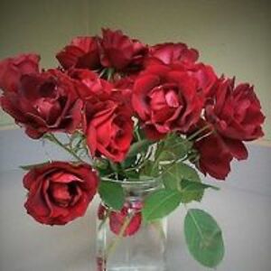 bigskycherrypie avatar