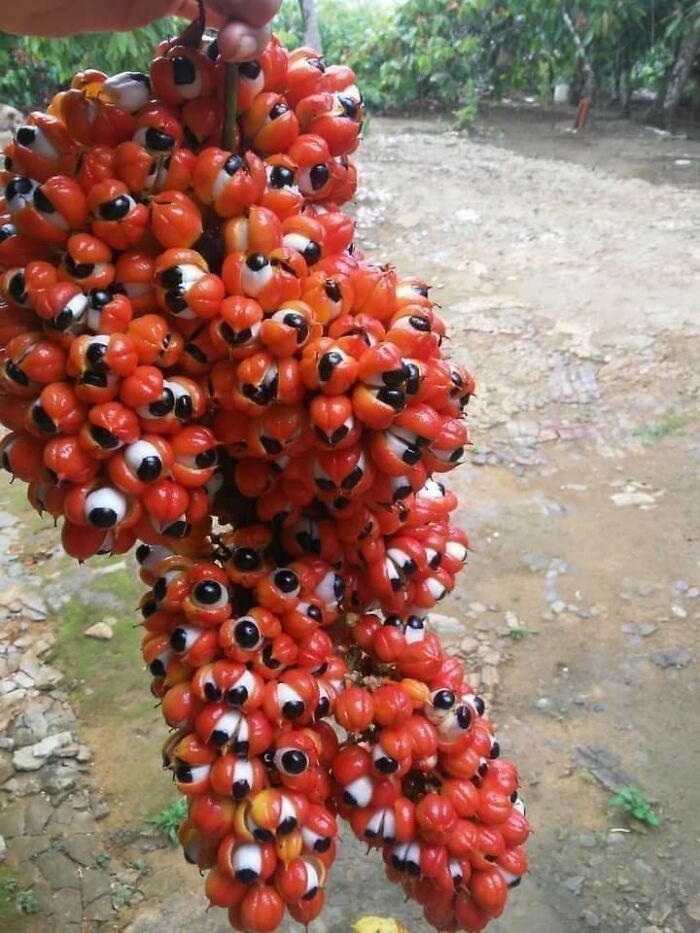 Aparentemente, una especie de planta de guaraná parece un gran grupo de globos oculares
