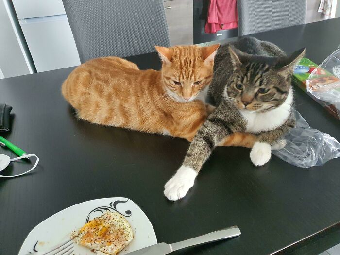 Two Criminals Trying To Steal My Breakfast