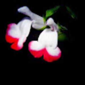 cynthiagwatson avatar