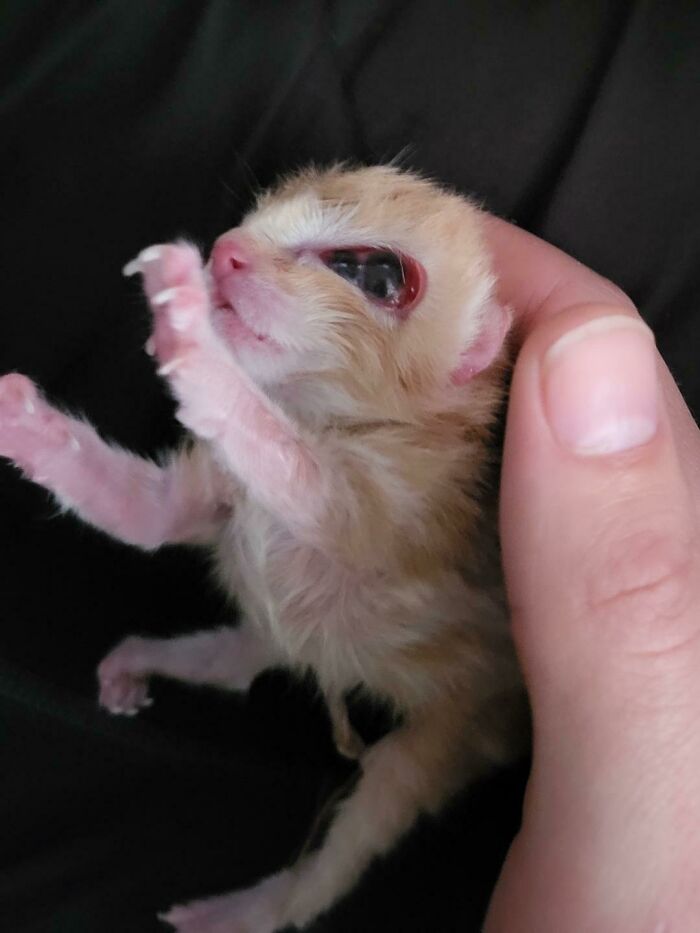 My Newborn Kitten Was Born 3 Eyed