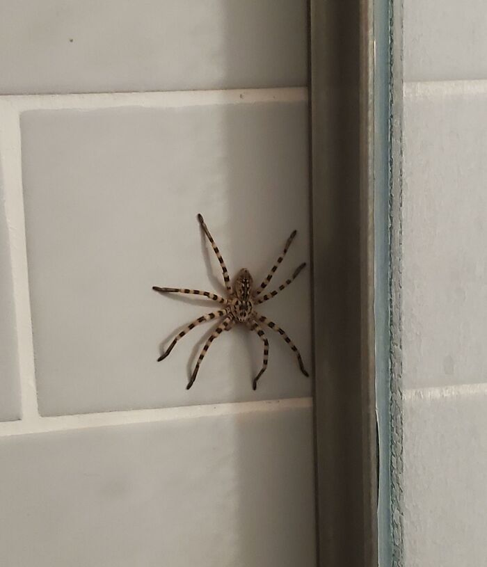Izmir, Turkey. Huge Huntsman Spider. Haven't Seen Her Since This Encounter In The Bathroom