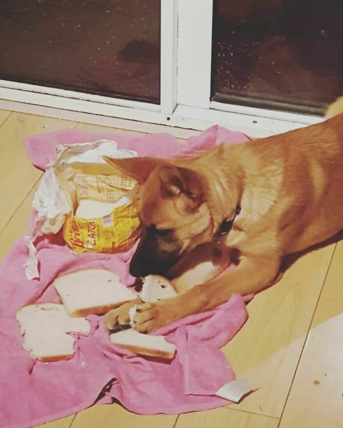 Charlie Adored Robbing Things And Destroying Them.she Still Thoroughly Enjoys Robbing Socks. This Is A Small Slice Pan/Batch Bread