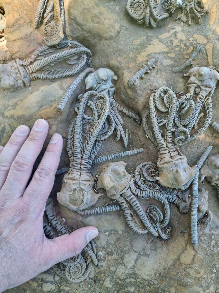 Este grupo de criaturas fosilizadas parece venir de otro planeta