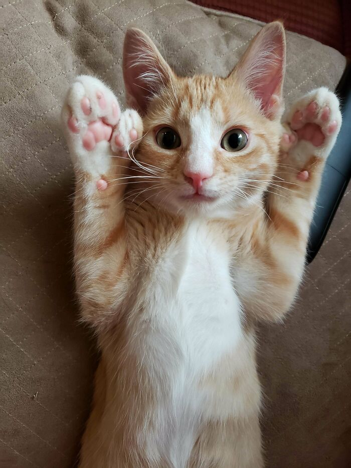 I Would Show Off Too, If I Had Paws As Cute As This