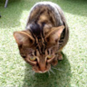 esmeepeterson avatar