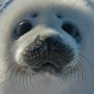 dmalangiewicz avatar