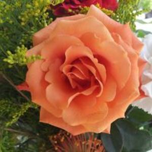 danal_hess042 avatar