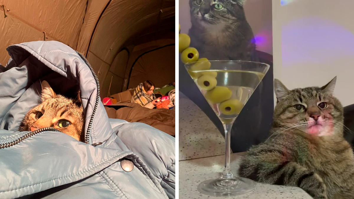 Famous Ukrainian Cat Stepan Flees With His Family, Finds Safety In France